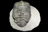 Drotops Trilobite With White Patina - Great Eyes! #153962-5
